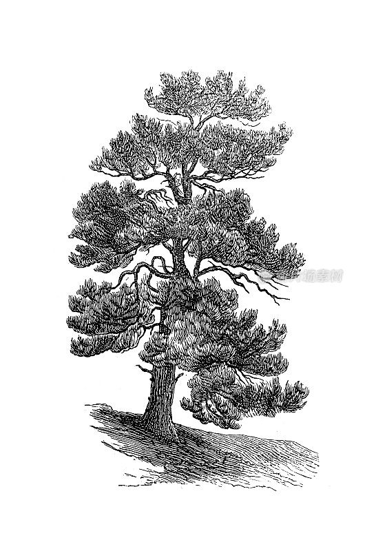 苏格兰松、苏格兰松或波罗的海松(Pinus sylvestris)
